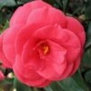 Arctic Rose Cold Hardy Red Camellia - 3 Gallon Pot -Plant Discount Store camellia arctic rose 1