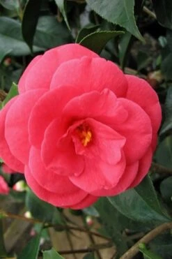 Arctic Rose Cold Hardy Red Camellia - 3 Gallon Pot