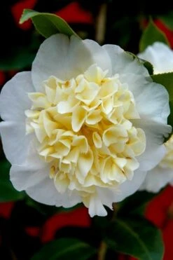 Brushfield Yellow Camellia Japonica - 1 Gallon Pot 11 Brushfield Yellow Camellia Japonica - 1 Gallon Pot -Plant Discount Store camellia brushfield yellow 25