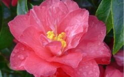 Coral Delight Camellia Hybrid - 1 Gallon Pot -Plant Discount Store camellia coral delight 5