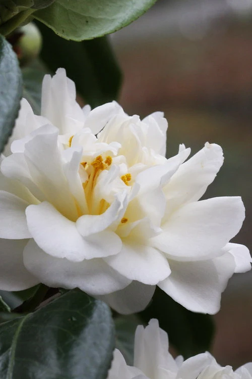 Cream Puff Fragrant Camellia - 1 Gallon Pot 6 Cream Puff Fragrant Camellia - 1 Gallon Pot - Image 4