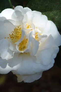 Cream Puff Fragrant Camellia - 1 Gallon Pot 11 Cream Puff Fragrant Camellia - 1 Gallon Pot -Plant Discount Store camellia cream puff 2