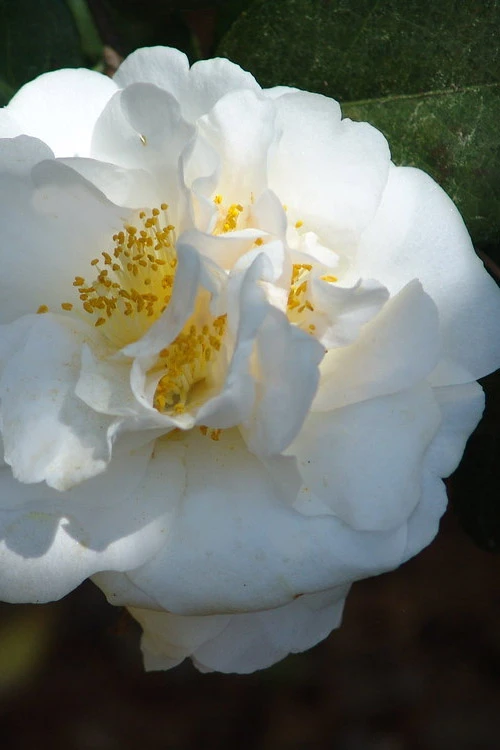 Cream Puff Fragrant Camellia - 1 Gallon Pot 7 Cream Puff Fragrant Camellia - 1 Gallon Pot - Image 5