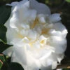 Cream Puff Fragrant Camellia - 1 Gallon Pot 1 Cream Puff Fragrant Camellia - 1 Gallon Pot -Plant Discount Store camellia cream puff 4