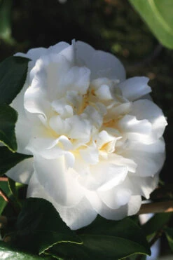 Cream Puff Fragrant Camellia - 1 Gallon Pot
