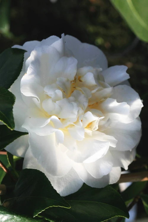 Cream Puff Fragrant Camellia - 1 Gallon Pot 3 Cream Puff Fragrant Camellia - 1 Gallon Pot