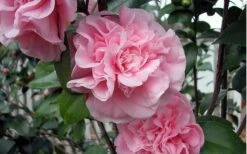 Debutante Pink Camellia Japonica - 6 Pack Of 1 Gallon Pots -Plant Discount Store camellia debutante pink 5