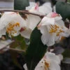 Snowbells Camellia (Camellia Transarisanensis) - 1 Gallon Pot 1 Snowbells Camellia (Camellia Transarisanensis) - 1 Gallon Pot -Plant Discount Store camellia handelii snowbells 2