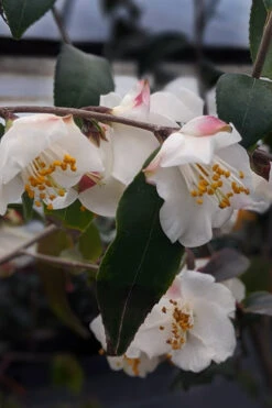 Snowbells Camellia (Camellia Transarisanensis) - 1 Gallon Pot