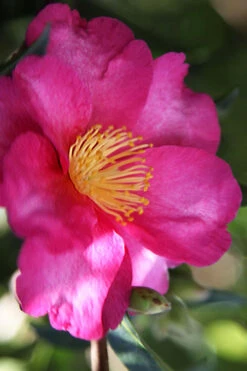 Hiryu Camellia Sasanqua - 3 Gallon Pot -Plant Discount Store camellia hiryu 3