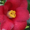 Adeyaka Camellia Japonica - 1 Gallon Pot 1 Adeyaka Camellia Japonica - 1 Gallon Pot -Plant Discount Store camellia japonica adeyaka 2