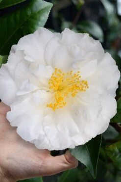Colonial Dame Camellia - 3 Gallon Pot 11 Colonial Dame Camellia - 3 Gallon Pot -Plant Discount Store camellia japonica colonial dame 4
