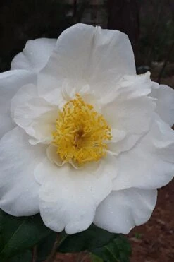 Colonial Dame Camellia - 3 Gallon Pot 12 Colonial Dame Camellia - 3 Gallon Pot -Plant Discount Store camellia japonica colonial dame 7
