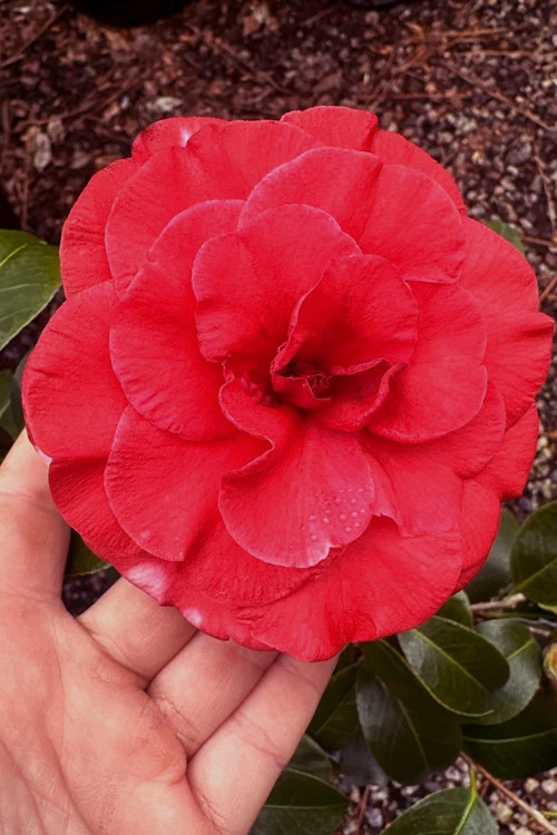 Dixie Knight Supreme Camellia Japonica - 3 Gallon Pot 9 Dixie Knight Supreme Camellia Japonica - 3 Gallon Pot - Image 7