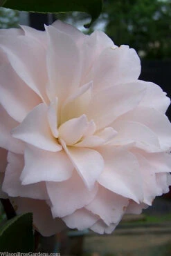 Harriet Bisbee Camellia Japonica - 3 Gallon Pot 9 Harriet Bisbee Camellia Japonica - 3 Gallon Pot -Plant Discount Store camellia japonica harriet bisbee 2