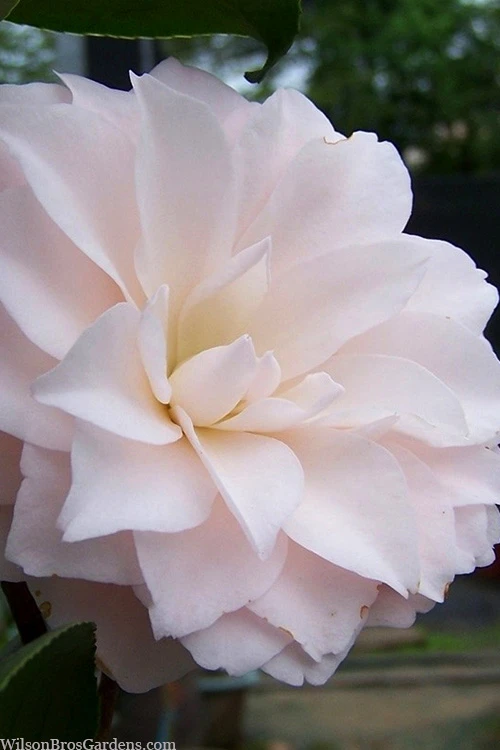 Harriet Bisbee Camellia Japonica - 3 Gallon Pot 3 Harriet Bisbee Camellia Japonica - 3 Gallon Pot