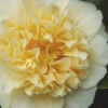 Jury's Yellow Camellia - 7 Gallon Pot -Plant Discount Store camellia japonica jurys yellow 100 1