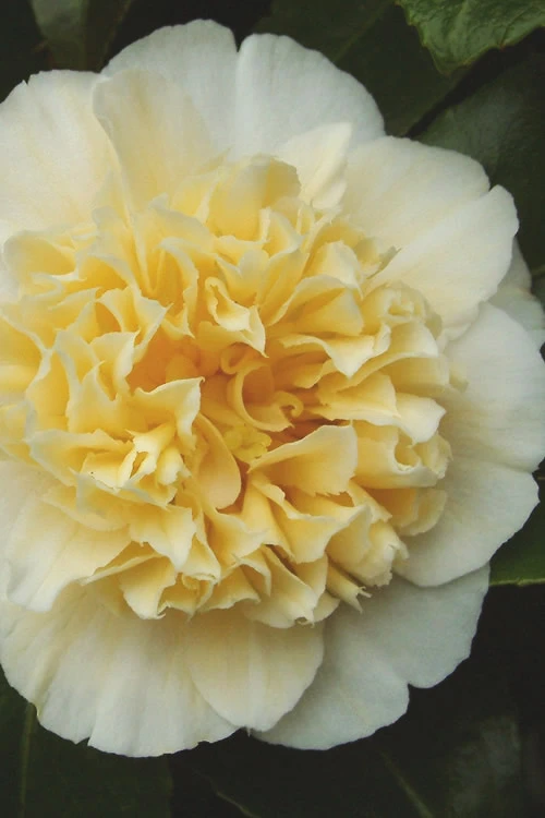 Jury's Yellow Camellia - 7 Gallon Pot 3 Jury's Yellow Camellia - 7 Gallon Pot