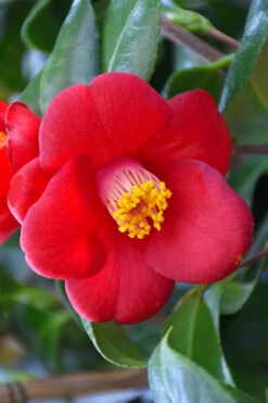 Korean Fire Camellia Japonica - 3 Gallon Pot 9 Korean Fire Camellia Japonica - 3 Gallon Pot -Plant Discount Store camellia japonica korean fire 1