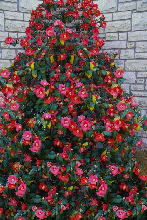 Korean Fire Camellia Japonica - 3 Gallon Pot 3 Korean Fire Camellia Japonica - 3 Gallon Pot