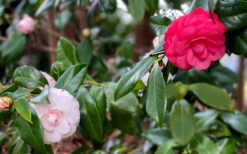 LA Peppermint Camellia Japonica - 1 Gallon Pot 13 LA Peppermint Camellia Japonica - 1 Gallon Pot -Plant Discount Store camellia japonica la peppermint 101