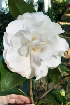 Ragland Supreme White Camellia Japonica - 3 Gallon Pot