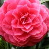 Romany Camellia Japonica - 3 Gallon Pot 1 Romany Camellia Japonica - 3 Gallon Pot -Plant Discount Store camellia japonica romany 1