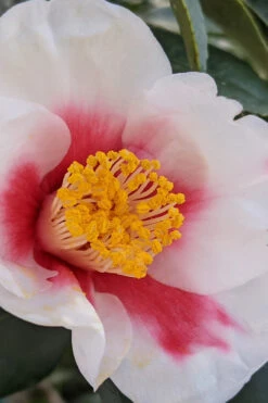 Tama Bell Camellia - 1 Gallon Pot 11 Tama Bell Camellia - 1 Gallon Pot -Plant Discount Store camellia japonica tama bell 1