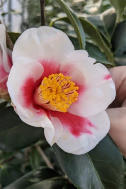Tama Bell Camellia - 1 Gallon Pot 10 Tama Bell Camellia - 1 Gallon Pot -Plant Discount Store camellia japonica tama bell 2