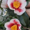 Tama Bell Camellia - 1 Gallon Pot 1 Tama Bell Camellia - 1 Gallon Pot -Plant Discount Store camellia japonica tama bell 3