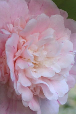 Thompsonii Camellia Japonica - 1 Gallon Pot -Plant Discount Store camellia japonica thompsonii 2