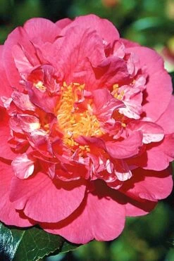 Kumasaka Camellia Japonica - 3 Gallon Pot 9 Kumasaka Camellia Japonica - 3 Gallon Pot -Plant Discount Store camellia kumasaka 3