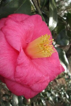 Lady Clare Camellia Japonica - 3 Gallon Pot 13 Lady Clare Camellia Japonica - 3 Gallon Pot -Plant Discount Store camellia lady clare 1