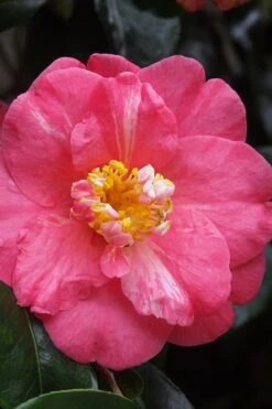 Lady Clare Camellia Japonica - 3 Gallon Pot 12 Lady Clare Camellia Japonica - 3 Gallon Pot -Plant Discount Store camellia lady clare 5