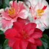Lady Vansittart Multicolor Camellia Japonica - 3 Gallon Pot 2 Lady Vansittart Multicolor Camellia Japonica - 3 Gallon Pot -Plant Discount Store camellia lady vansittart 50 1