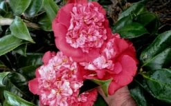 Laura Walker Camellia Japonica - 1 Gallon Pot -Plant Discount Store camellia laura walker 10