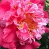 Laura Walker Camellia Japonica - 1 Gallon Pot 2 Laura Walker Camellia Japonica - 1 Gallon Pot -Plant Discount Store camellia laura walker 11