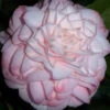 Little Susie Camellia - 1 Gallon Pot -Plant Discount Store camellia little susie 1