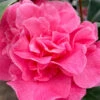 Marie Bracey Camellia Japonica - 3 Gallon Pot -Plant Discount Store camellia marie bracey 101