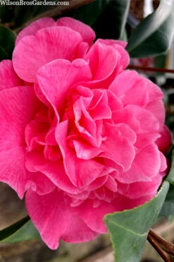 Marie Bracey Camellia Japonica - 3 Gallon Pot 15 Marie Bracey Camellia Japonica - 3 Gallon Pot -Plant Discount Store camellia marie bracey 102