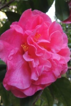 Marie Bracey Camellia Japonica - 3 Gallon Pot 14 Marie Bracey Camellia Japonica - 3 Gallon Pot -Plant Discount Store camellia marie bracey 5