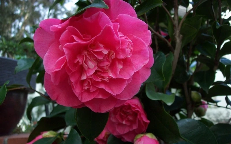 Marie Bracey Camellia Japonica - 3 Gallon Pot 6 Marie Bracey Camellia Japonica - 3 Gallon Pot - Image 4
