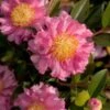 October Magic Carpet Dwarf Camellia - 2.5 Quart Pot 2 October Magic Carpet Dwarf Camellia - 2.5 Quart Pot -Plant Discount Store camellia october magic carpet 10 1