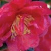 October Magic Rose Camellia - 3 Gallon Pot 1 October Magic Rose Camellia - 3 Gallon Pot -Plant Discount Store camellia october magic rose 5 1