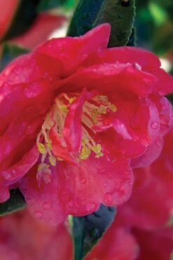 October Magic Rose Camellia - 2 Gallon Pot