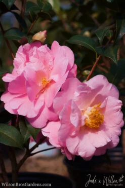 Pink Icicle Cold Hardy Camellia Hybrid - 6 Pack Of 1 Gallon Pots -Plant Discount Store camellia pink icicle jw 1 1