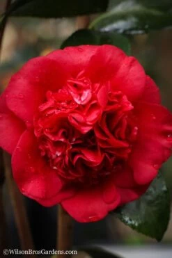 Professor Sargent Camellia Japonica - 7 Gallon Pot (3-4') -Plant Discount Store camellia professor sargent 20