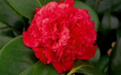 Professor Sargent Camellia Japonica - 1 Gallon Pot 12 Professor Sargent Camellia Japonica - 1 Gallon Pot -Plant Discount Store camellia professor sargent bloom 1
