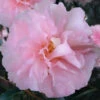 Cotton Candy Camellia Sasanqua - 3 Gallon Pot -Plant Discount Store camellia sasanqua cotton candy 10 1