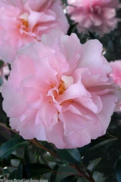 Cotton Candy Camellia Sasanqua - 3 Gallon Pot